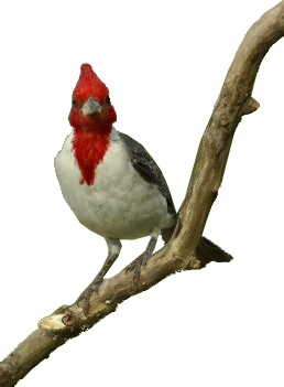 cardinal imperial