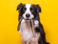 perro de raza collie sosteniendo un estetoscopio