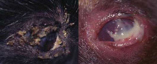 Afecciones de córnea no ulcerativas